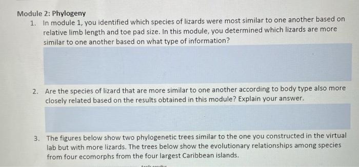 Phylogeny lizard dna explore using