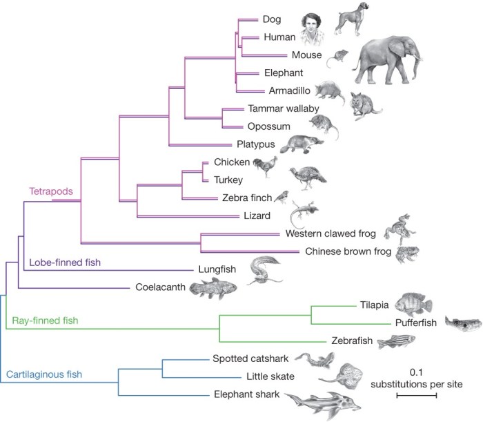 Using dna to explore lizard phylogeny