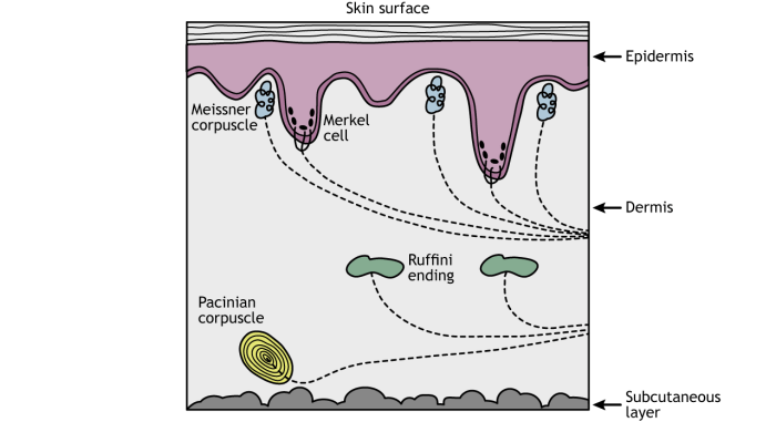 Adaptation of touch receptors coin model