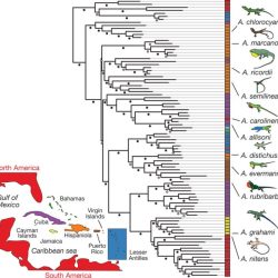 Phylogenetic reptiles phylogeny vidal pruned modified hedges