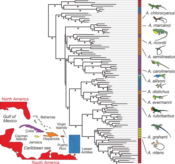 Phylogenetic reptiles phylogeny vidal pruned modified hedges