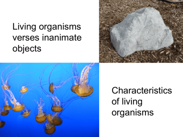 He invented a system for classifying lifeforms