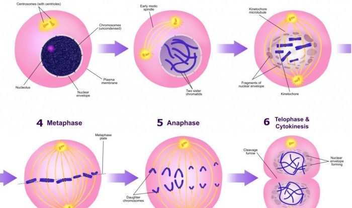 Nuclear membrane reforms cytoplasm divides 4 daughter cells