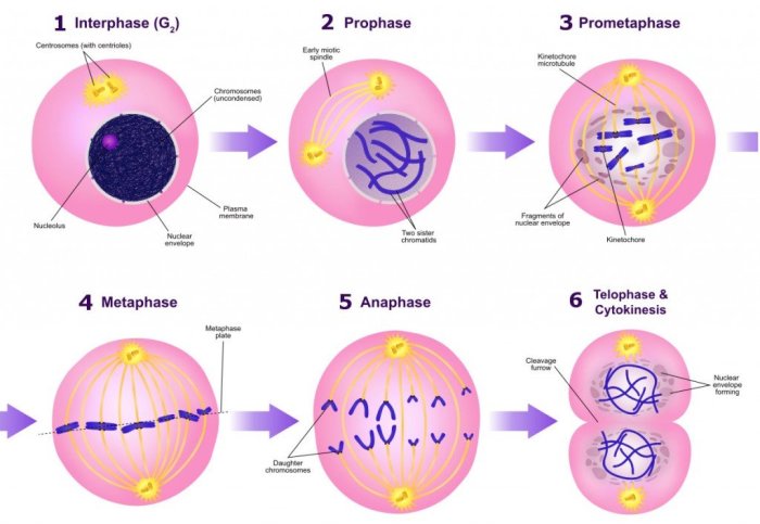 Nuclear membrane reforms cytoplasm divides 4 daughter cells