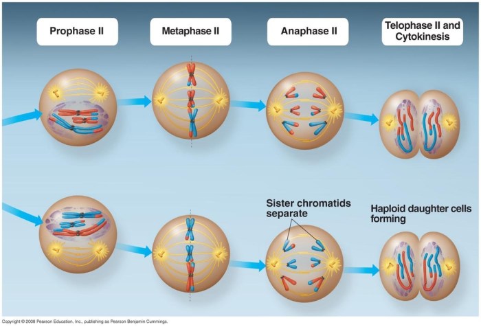 Nuclear membrane reforms cytoplasm divides 4 daughter cells