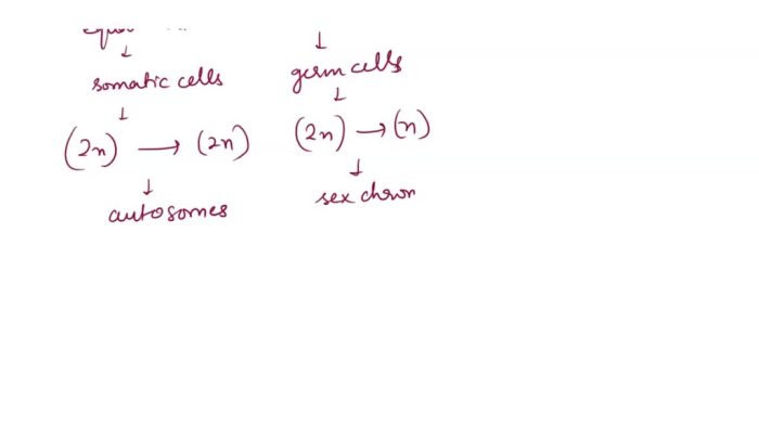 Nuclear membrane reforms cytoplasm divides 4 daughter cells