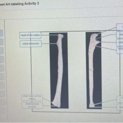 Exercise 11 review sheet art-labeling activity 1