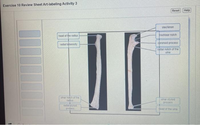 Exercise 11 review sheet art-labeling activity 1