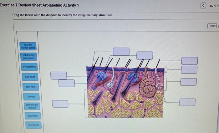 Exercise 11 review sheet art-labeling activity 1