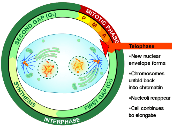 Meiosis phases sanjeev sakshi reached coursehero